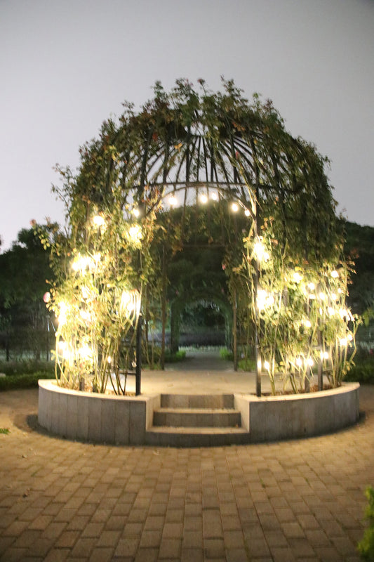 Outdoor garden archway decorated with glowing LED string lights decoration and climbing plants at night