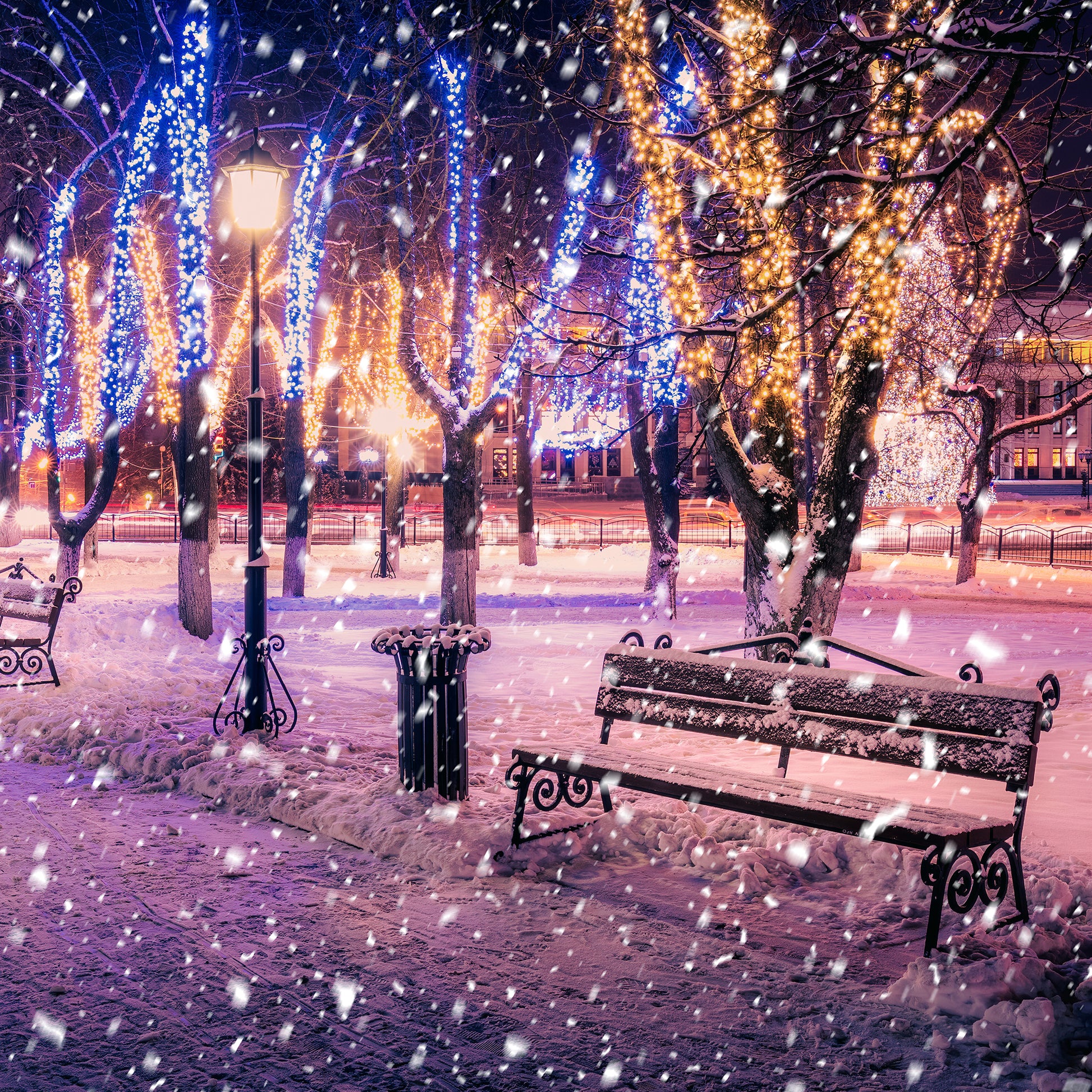 Festoon outdoor lighting decorating trees with blue and warm white lights in a snowy park scene